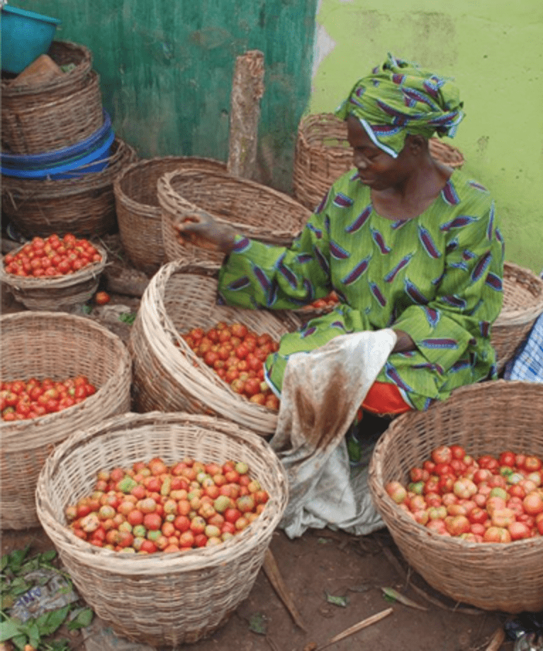 Women sifting through tomatoes ready to sell to customers