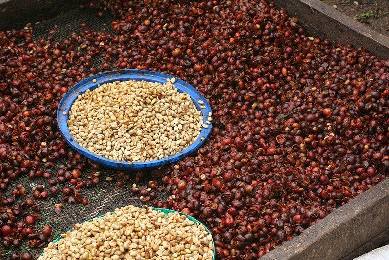 rwandan-coffee-cherries_joseph-king-via-creative-commons