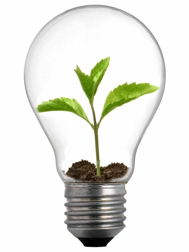 Picture of a lightbulb with a plant growing inside of it